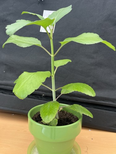 Kalanchoe live potted - live,