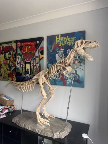 Large dinosaur skeleton - large,