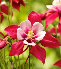 AQUILEGIA 25 SEEDS Red Star