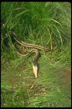 416093 Garter Snake Eating