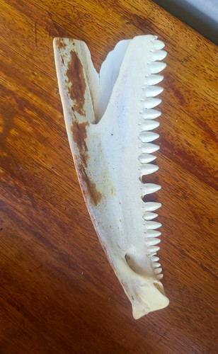 Animal jaw bone section with - jaw,