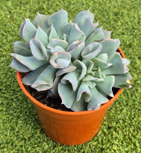 Echeveria trumpet pinky - echeveria, 'trumpet