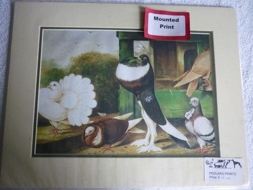 Fantail pouter owl fancy - pouter,