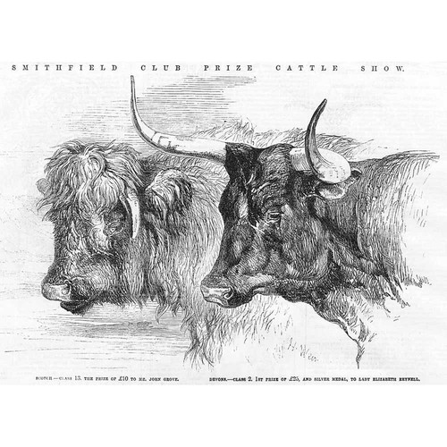 Prize cattle highland cow - -,