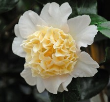 T&M Camellia Jap. Brushfields