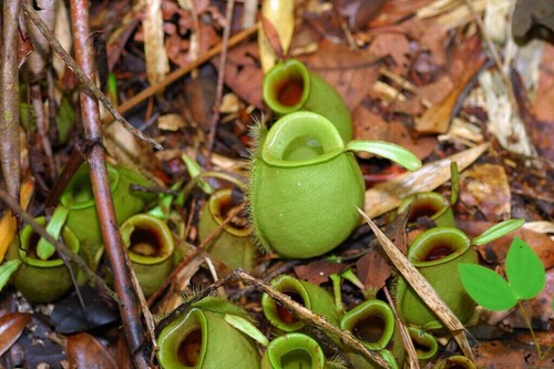Seeds nepenthes - seeds, of
