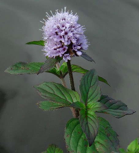 Water mint mentha - 6,