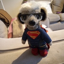 sergei superman meerkat