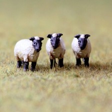 OO Gauge Sheep X20 | WWScenics