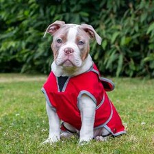 Dog raincoats waterproof ancol - dog,