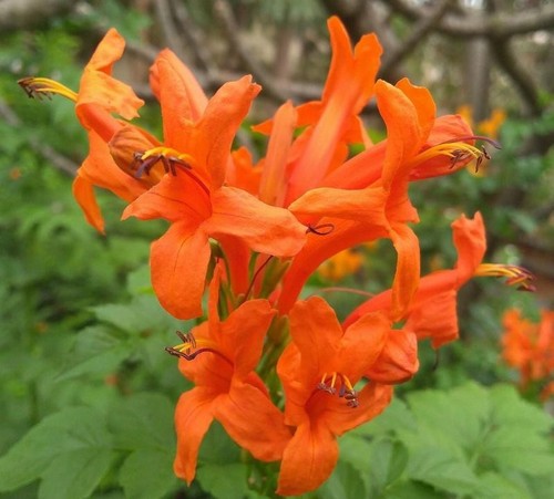 Tecoma orange red - tecoma, orange/red