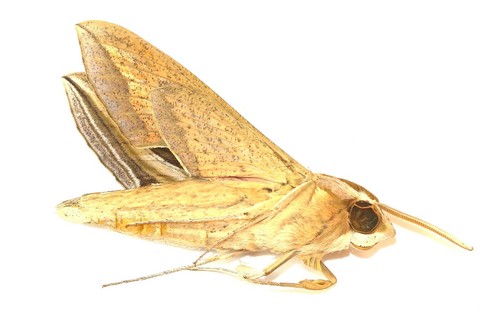 Lepidoptera sphingidae - lepidoptera,,