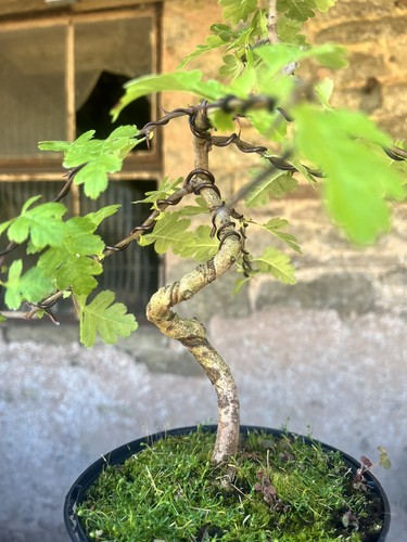 Bonsai starter hawthorn tree - bonsai,