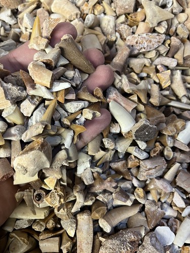 Fossil mixed sand shark - sand,