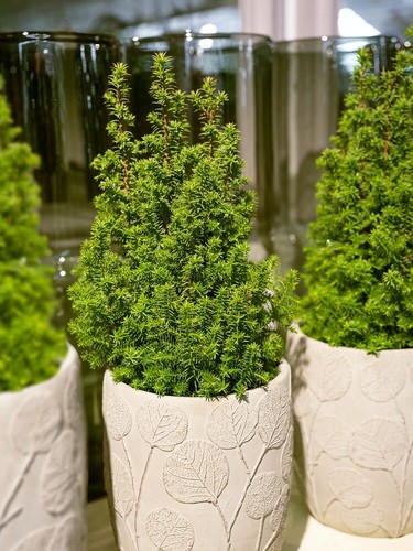 X10 yew hedging taxus - yew,