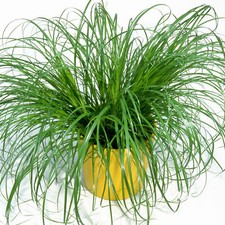 Cyperus Zumula - Cat Grass | Potted Cat Friendly Digestive Support | 20-30cm