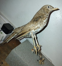 vintage taxidermy song thrush, Turdus philomelos,