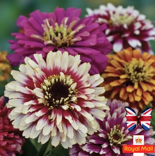 Zinnia seeds carousel mix - 50,