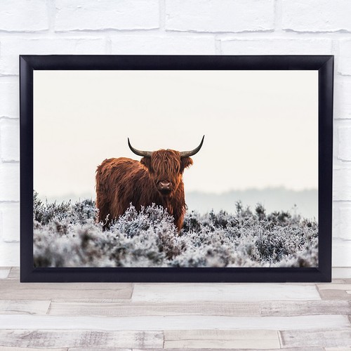 Highlander bison buffalo fur - highlander,