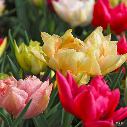 Tulip mixed double bulbs - 'mixed, double'