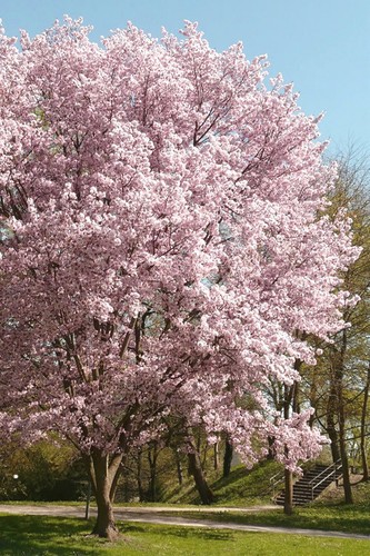 Autumnalis flowering cherry - autumnalis,