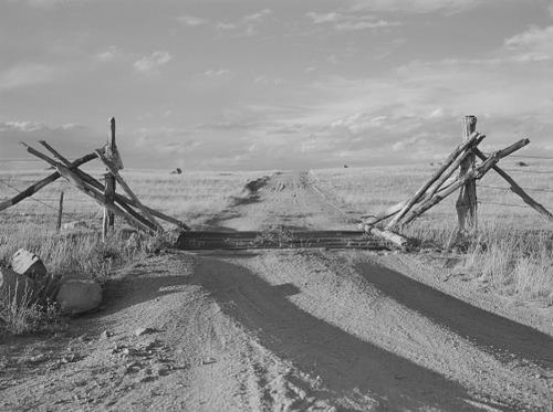 Cattle gate grazing land - cattle, gate,grazing