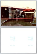 5 x 3.5 INCH Camel By Circus