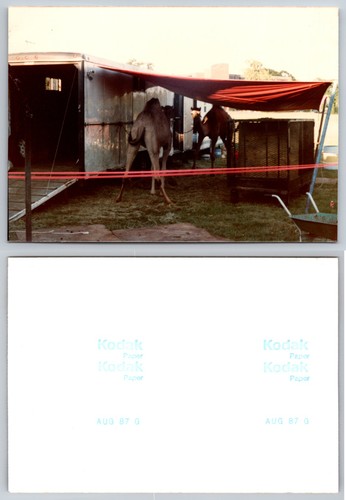 Inch camel by circus - camel,