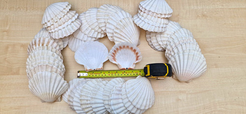 Pack natural scallop - of,