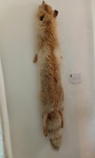 VERY VERY LARGE RED FOX PELT.