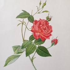 Pierre Joseph Redoute Colour