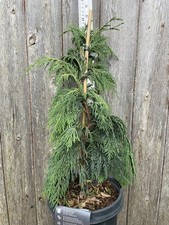 Nootka Cypress Tree -