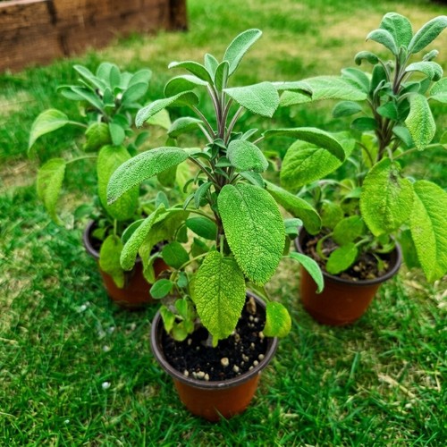 Common sage herb - x,