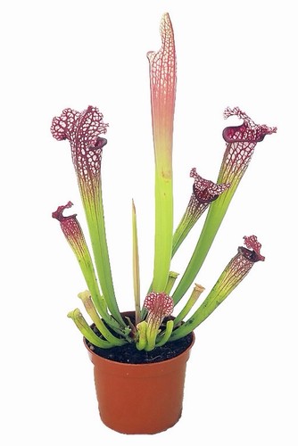 Sarracenia leucophylla hybrid