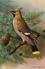 Waxwing Vintage Bird Picture Old Print Basil Ede 1980 approx 4.375" x 6.375"