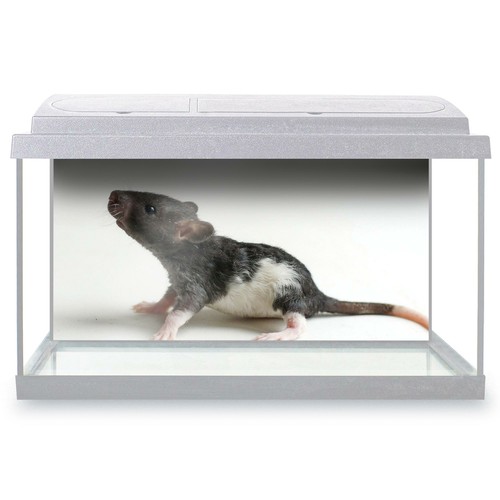 Fish tank background 90x45cm - fish,