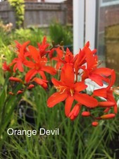 Crocosmia Orange Devil  x 5