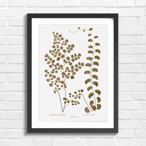 Botanical fern leaves - botanical, study