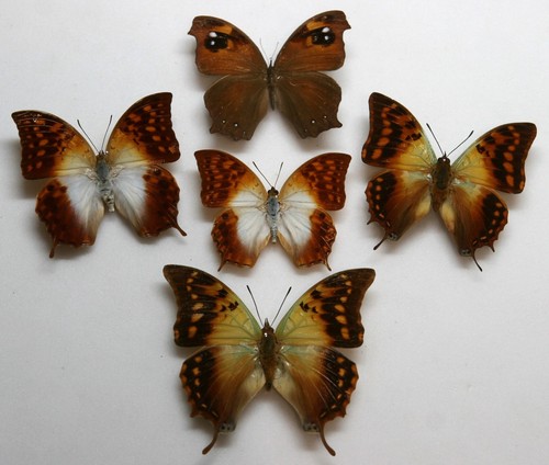 Real butterfly specimens - real, x5