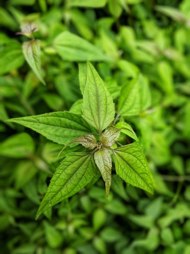 Mexican dream herb calea - herb, dried