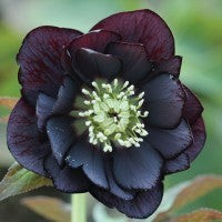 Hellebore orientalis -