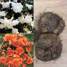 Begonia Pendula Orange and