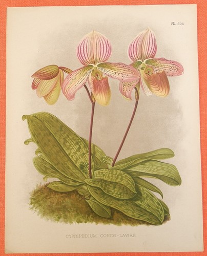 Cypripedium concolawre orchid - cypripedium,