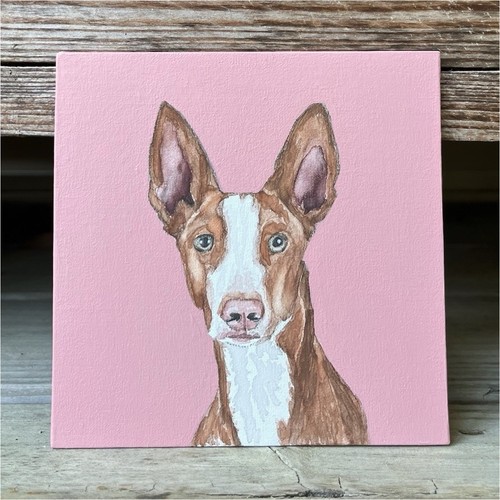 5x5 ibizan hound - hound, portrait