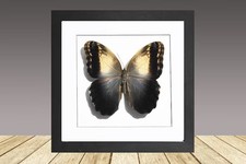 🦋 Pale Owl Butterfly –