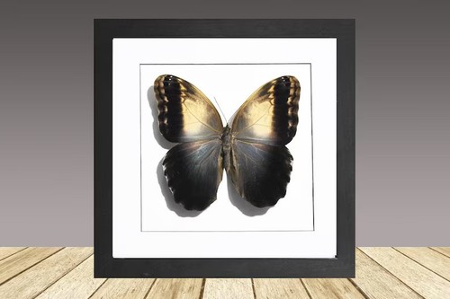 Pale owl butterfly - 🦋,