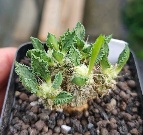 Euphorbia tulearensis - tulearensis,