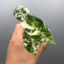 Alocasia frydek variegated - alocasia,