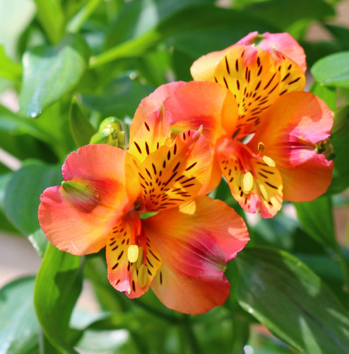 Alstroemeria - , (peruvian