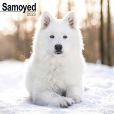 Samoyed Calendar 2026 - Dogs -